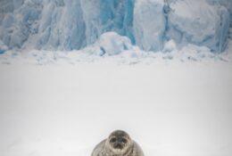 Spitsbergen_2025 (49/78)